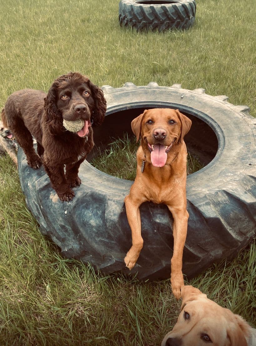 Dogs in supervised group play at Wagtails day care