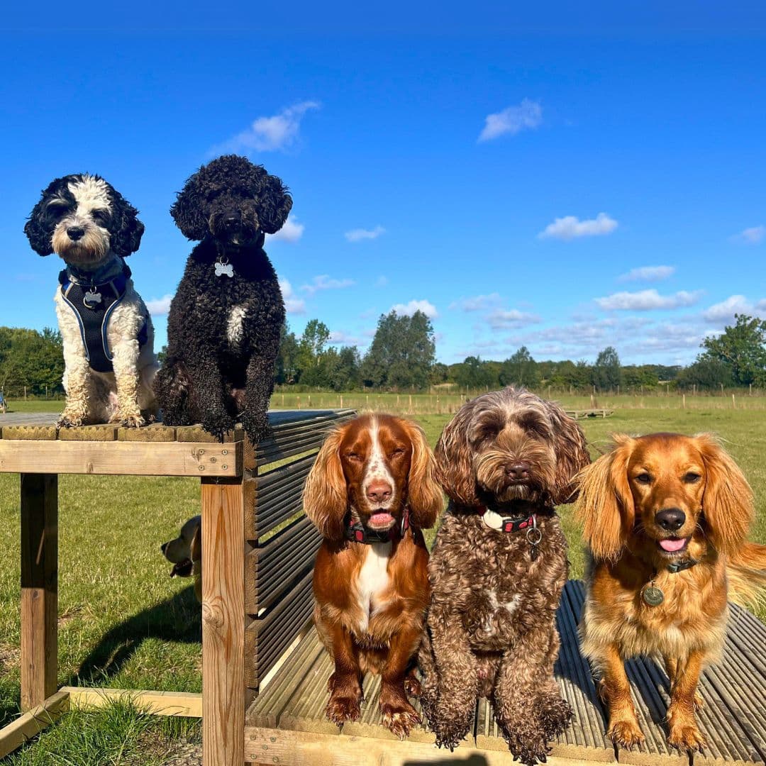 7 Benefits of Doggy Day Care You Might Not Have Considered