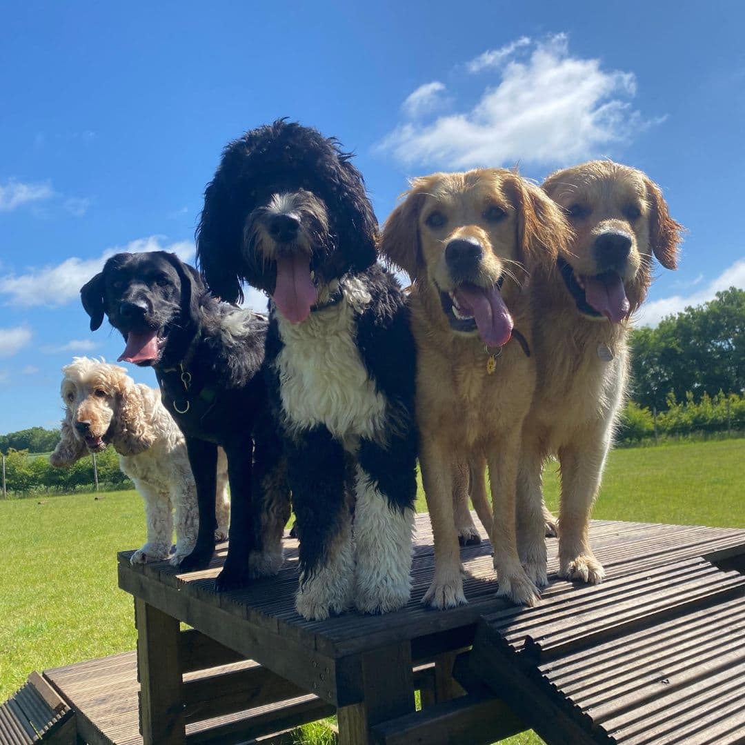 Socialisation Tips for Puppies: A Complete Guide