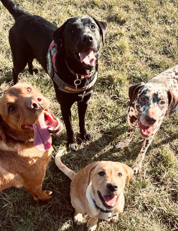 Loose Lead Walking: How to Stop Your Dog Pulling