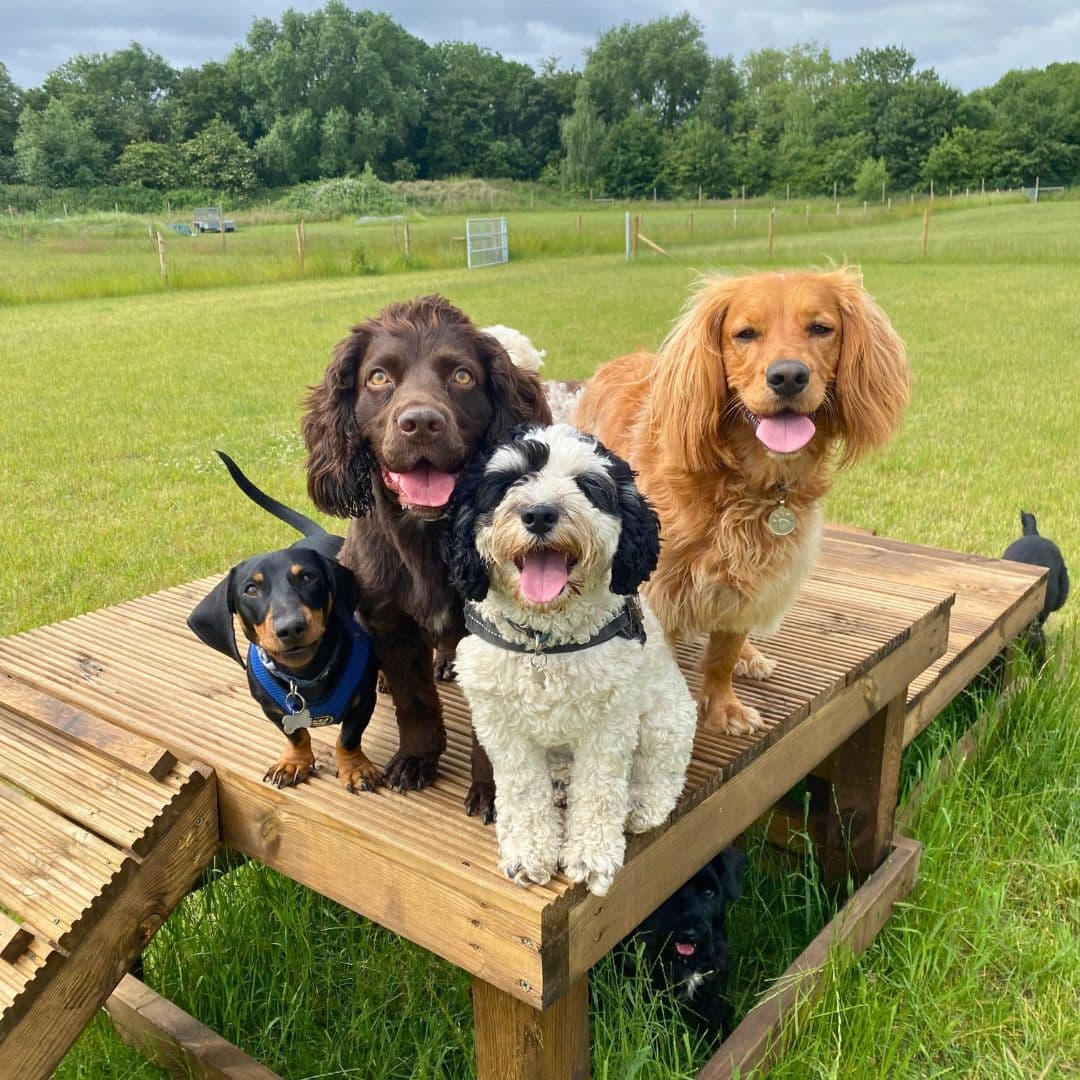 How We Group Dogs at Day Care: Size, Temperament & Energy