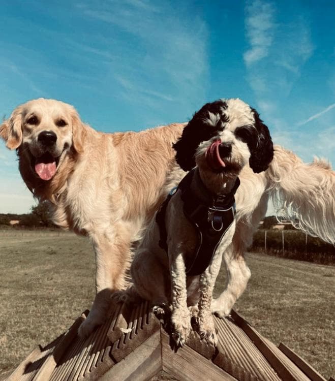 Dog Dental Health: Why It Matters More Than You Think