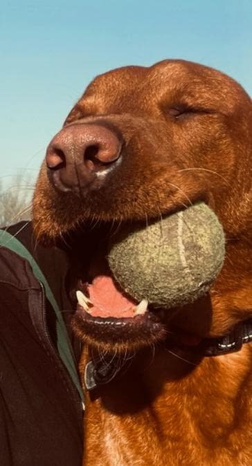 Why Off-Lead Time Matters for Every Dog