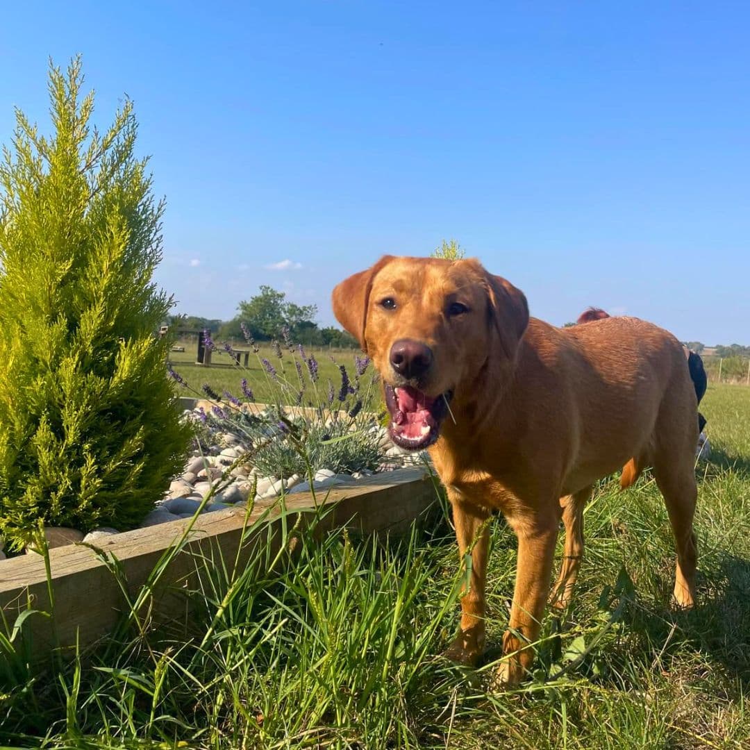 Senior Dog Care: Keeping Older Dogs Happy and Comfortable