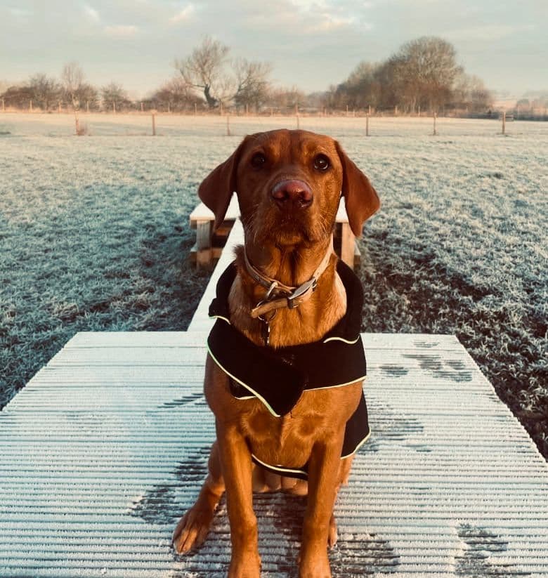 Dog Fields for Reactive Dogs: Why They're a Game-Changer
