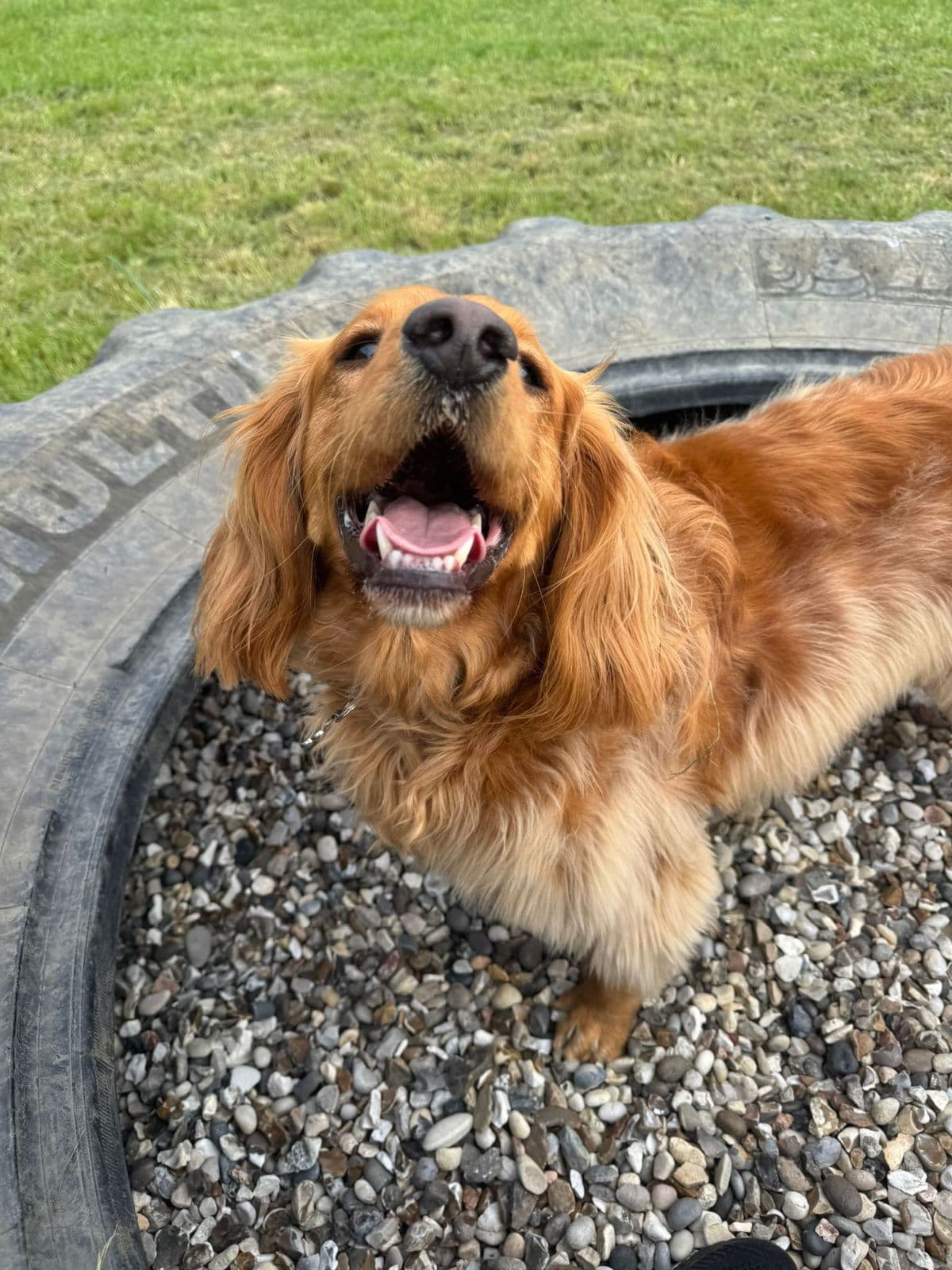 The Best Dog Enrichment Toys: A Guide to Keeping Your Dog's Brain Busy