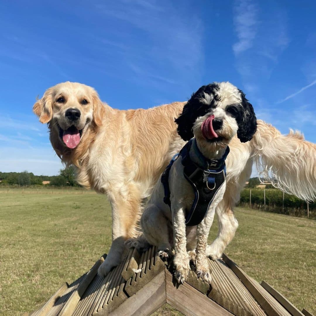 Introducing a New Puppy to Your Older Dog: A Calm Approach