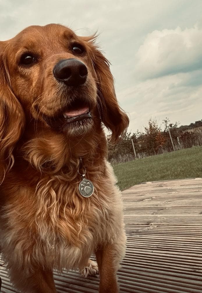 Signs Your Dog Is in Pain: What Every Owner Should Know
