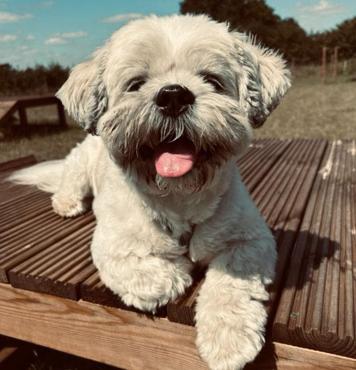 Private Dog Fields vs Public Parks: Which is Better for Your Dog?