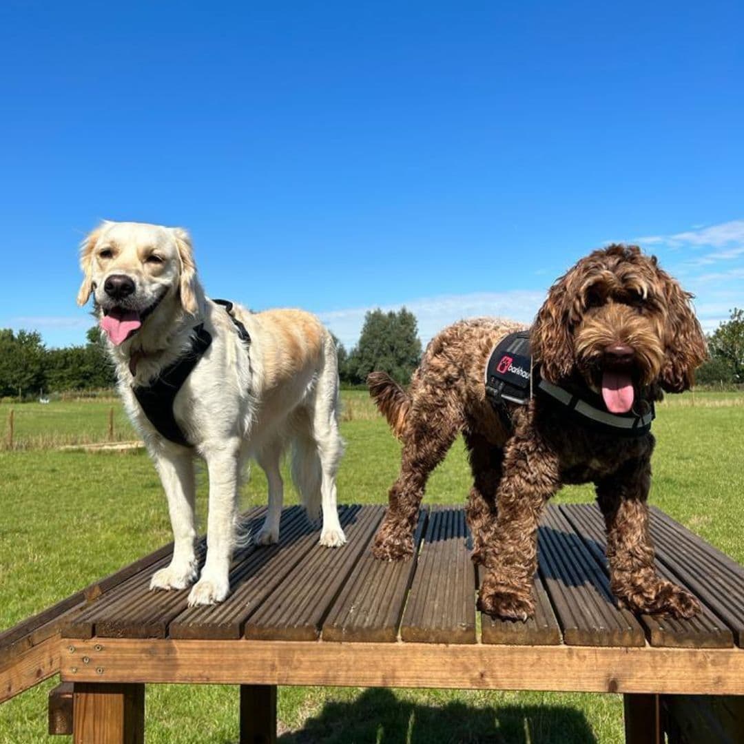 Is Doggy Day Care Worth the Cost? An Honest Breakdown