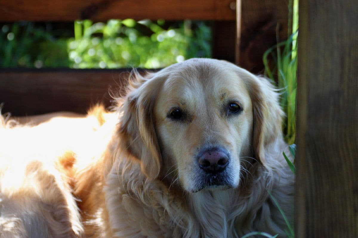 Dog Hydrotherapy in Essex: A Complete Guide