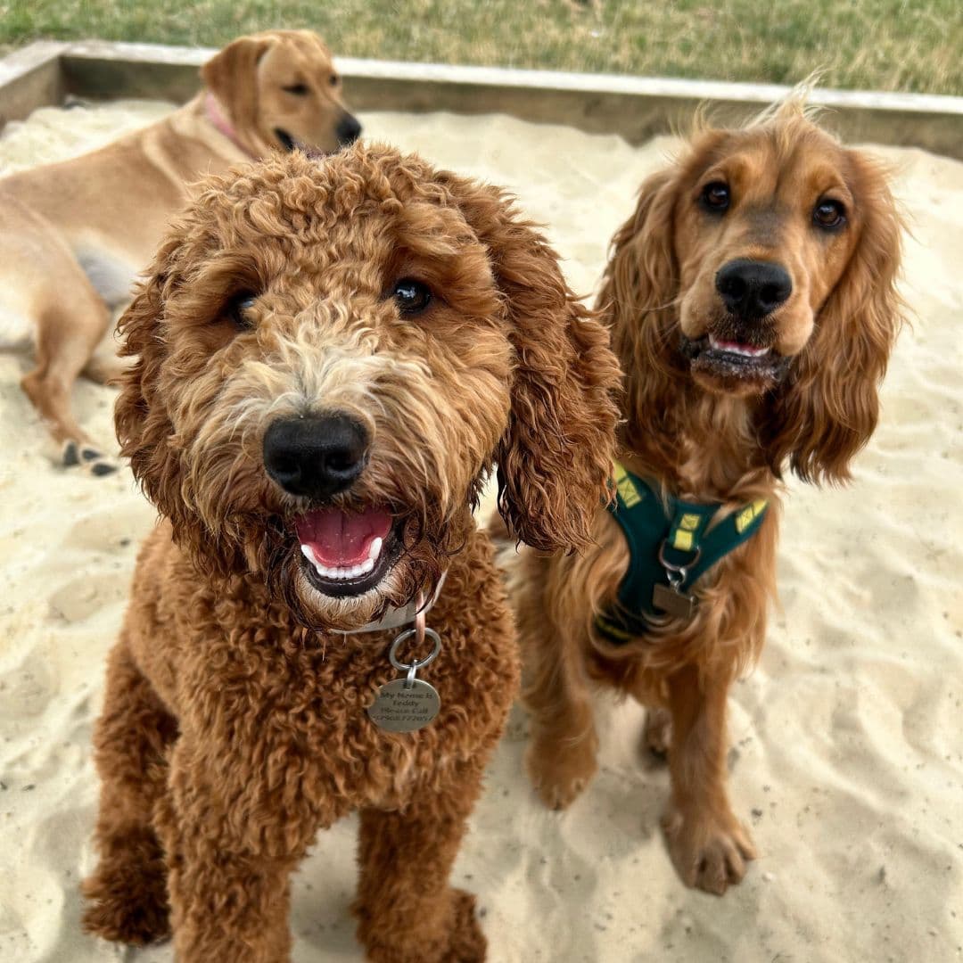 The Puppy Socialisation Window: Why the First 16 Weeks Matter Most