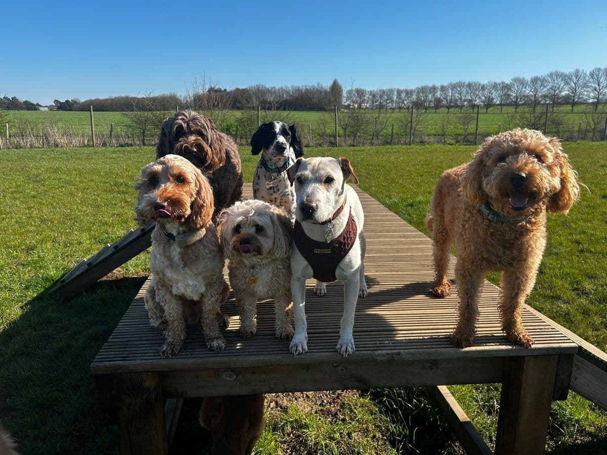 Resource Guarding in Dogs: What It Is and How to Help