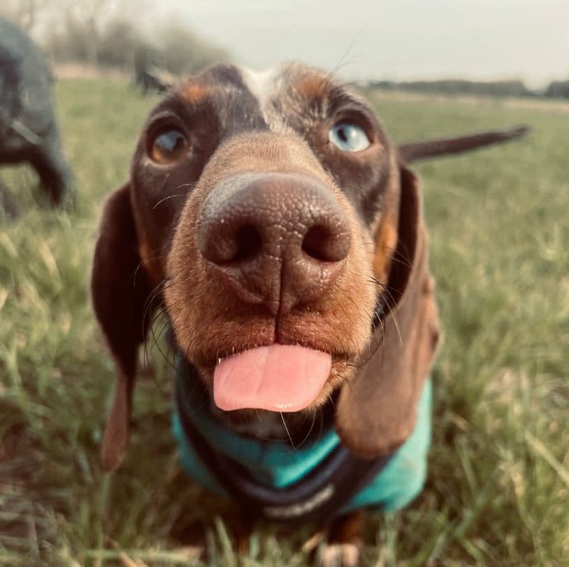 Happy Cockapoo at Wagtails doggy day care in Essex