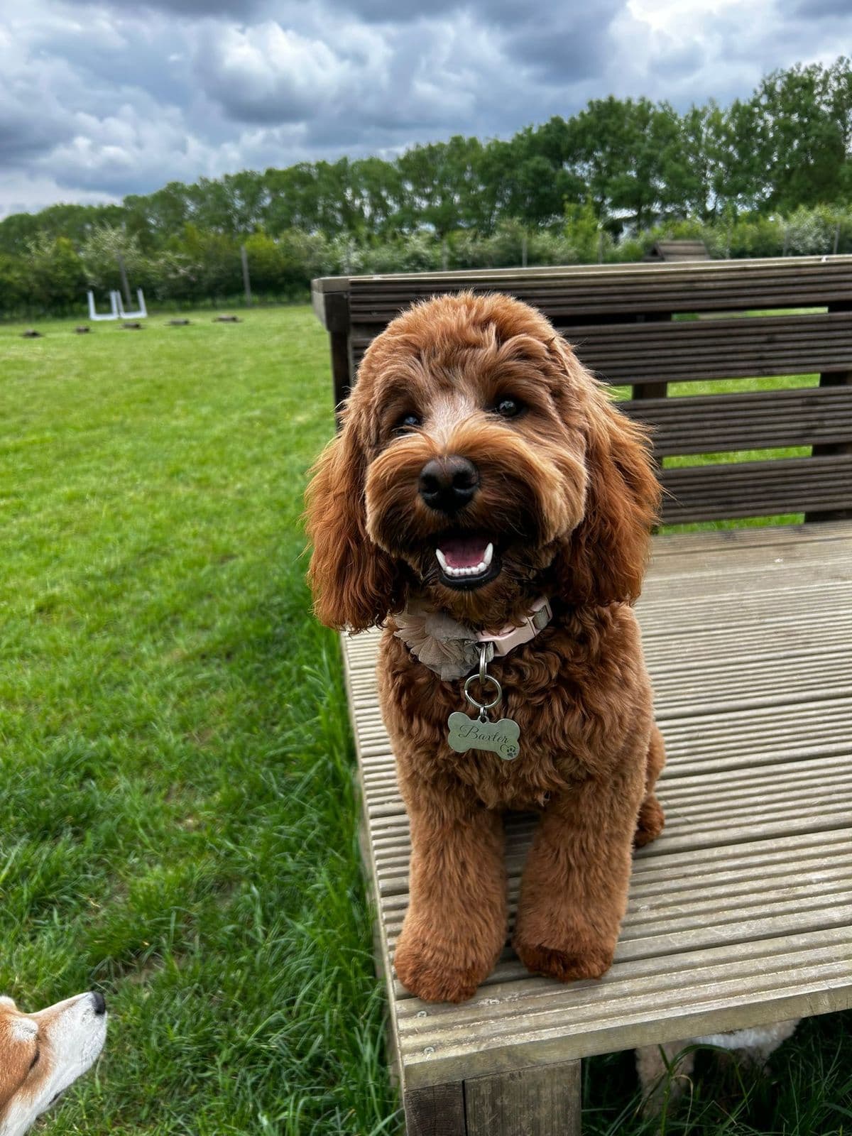 Cockapoo Care Guide: Grooming, Exercise & What to Expect