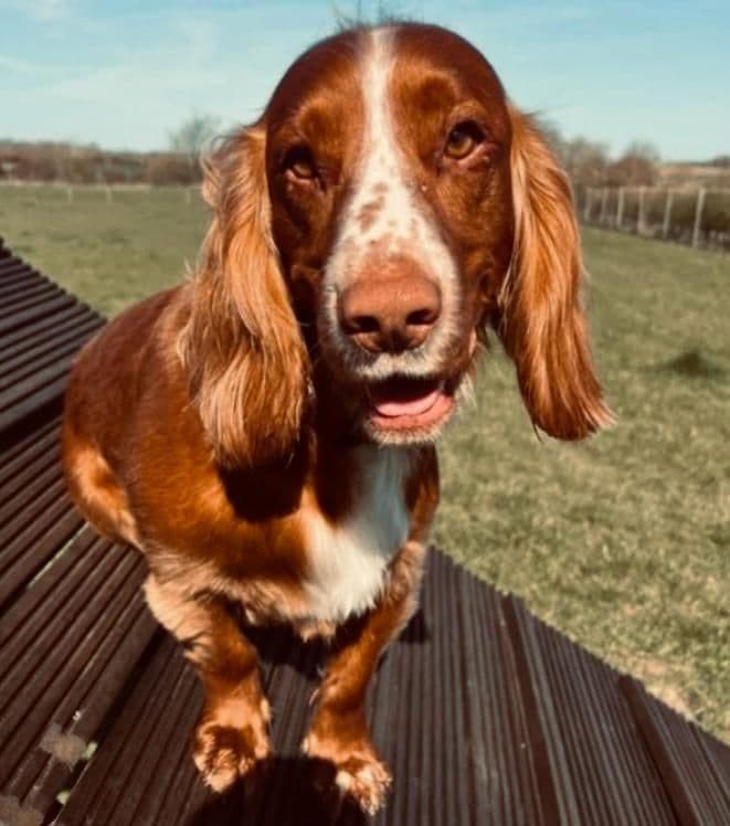 Happy dog on an adventure walk in Essex