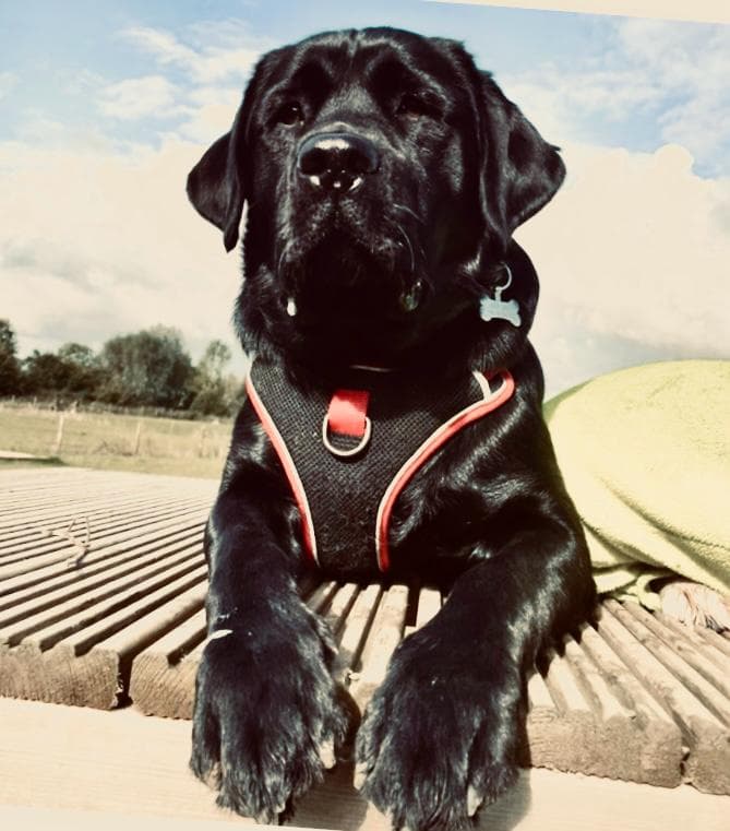 Dog-Friendly Garden Centres in Essex: Where You Can Bring Your Dog