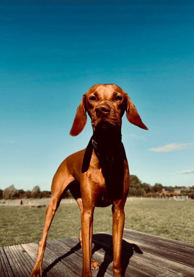 Happy dog lying on the grass at daycare in Essex