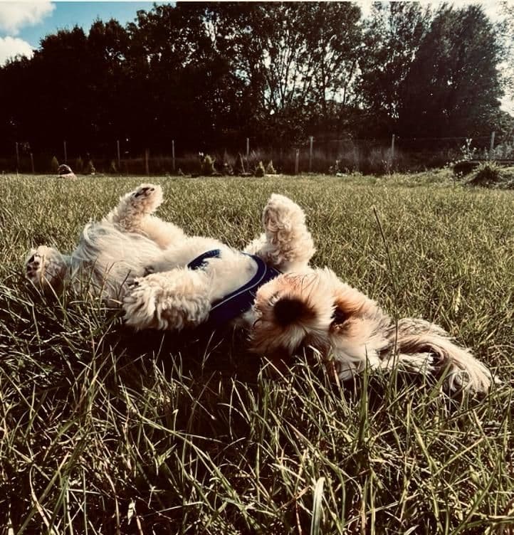 Happy dog enjoying outdoor enrichment activities at day care