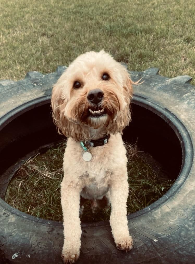 Happy dog portrait at Wagtails doggy day care