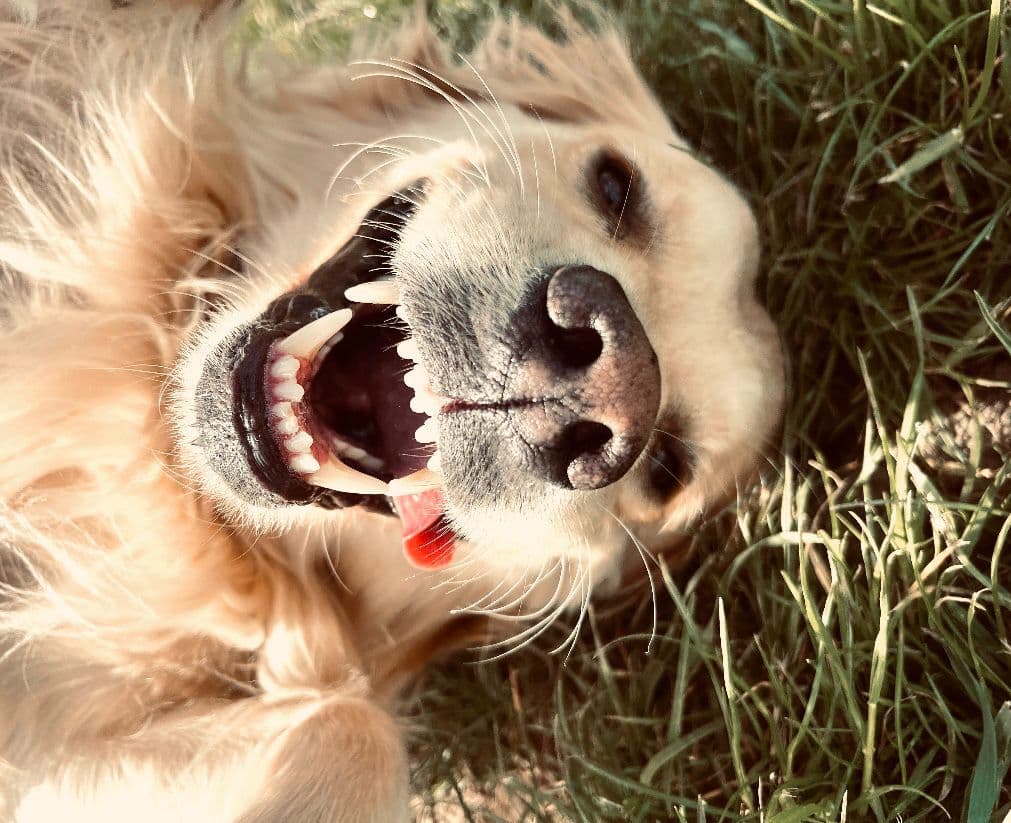 Happy dog on a sunny day at an Essex dog field