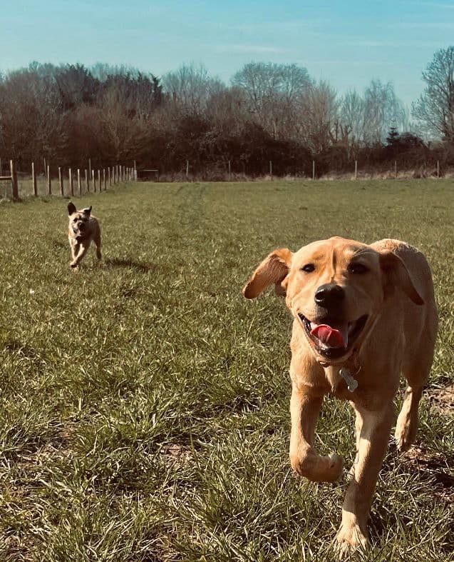 Happy dog with the Wagtails team in Essex