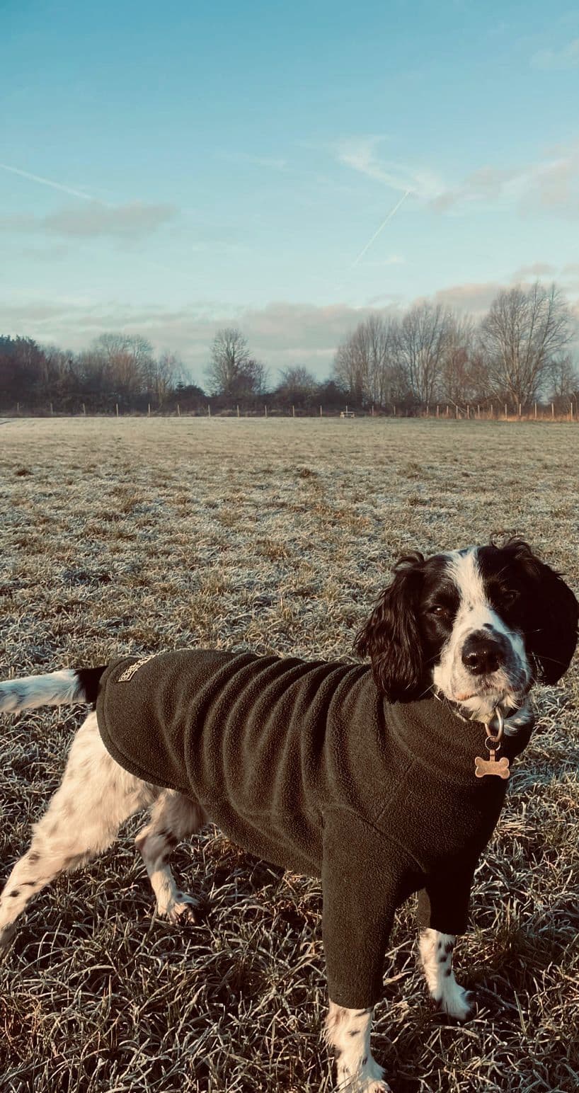 Happy dog on a winter walk in Essex
