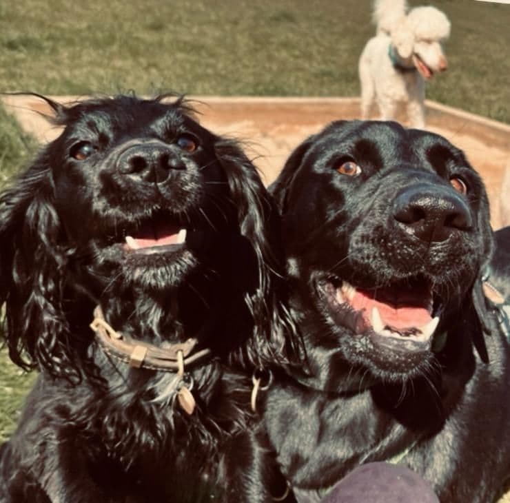 Happy Labrador outdoors at doggy day care