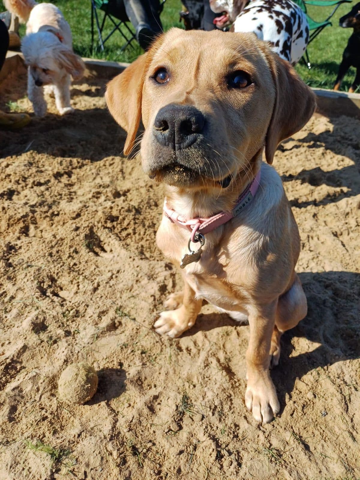 Happy spaniel at Wagtails doggy day care in Essex