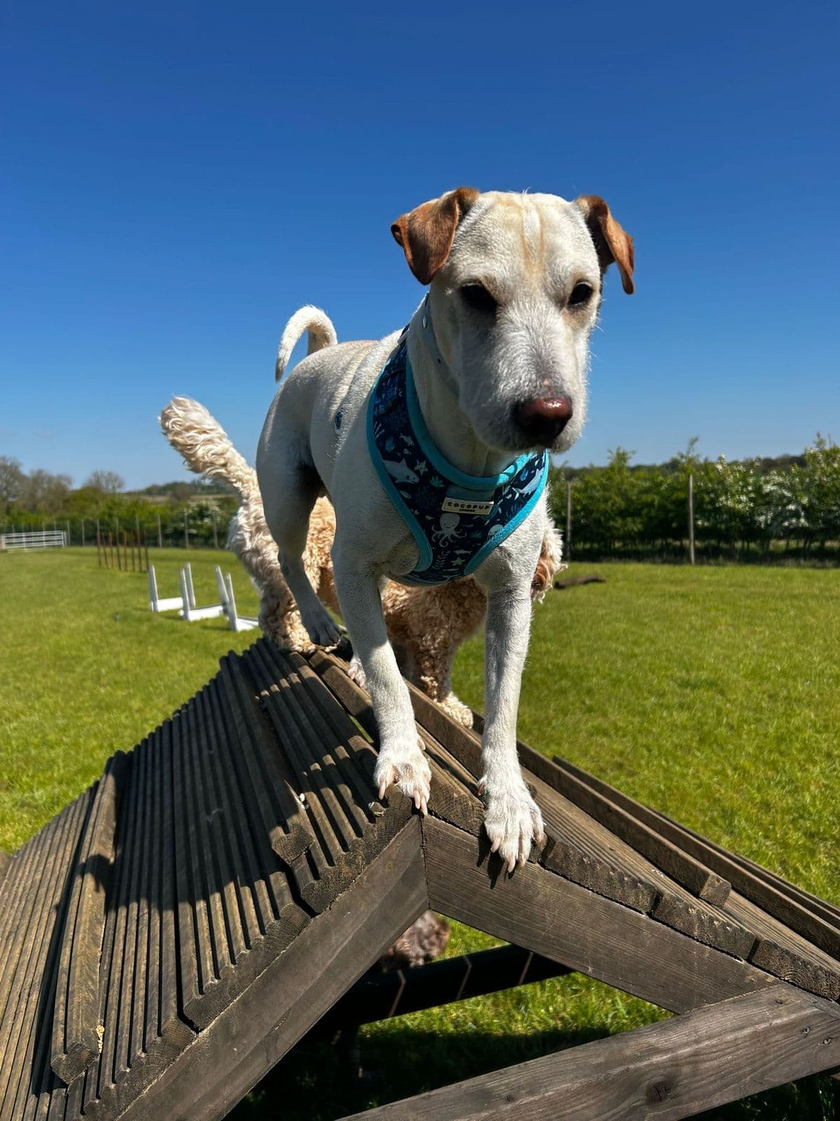 High-Energy Dog Breeds: How to Keep Active Dogs Happy in a Family Home