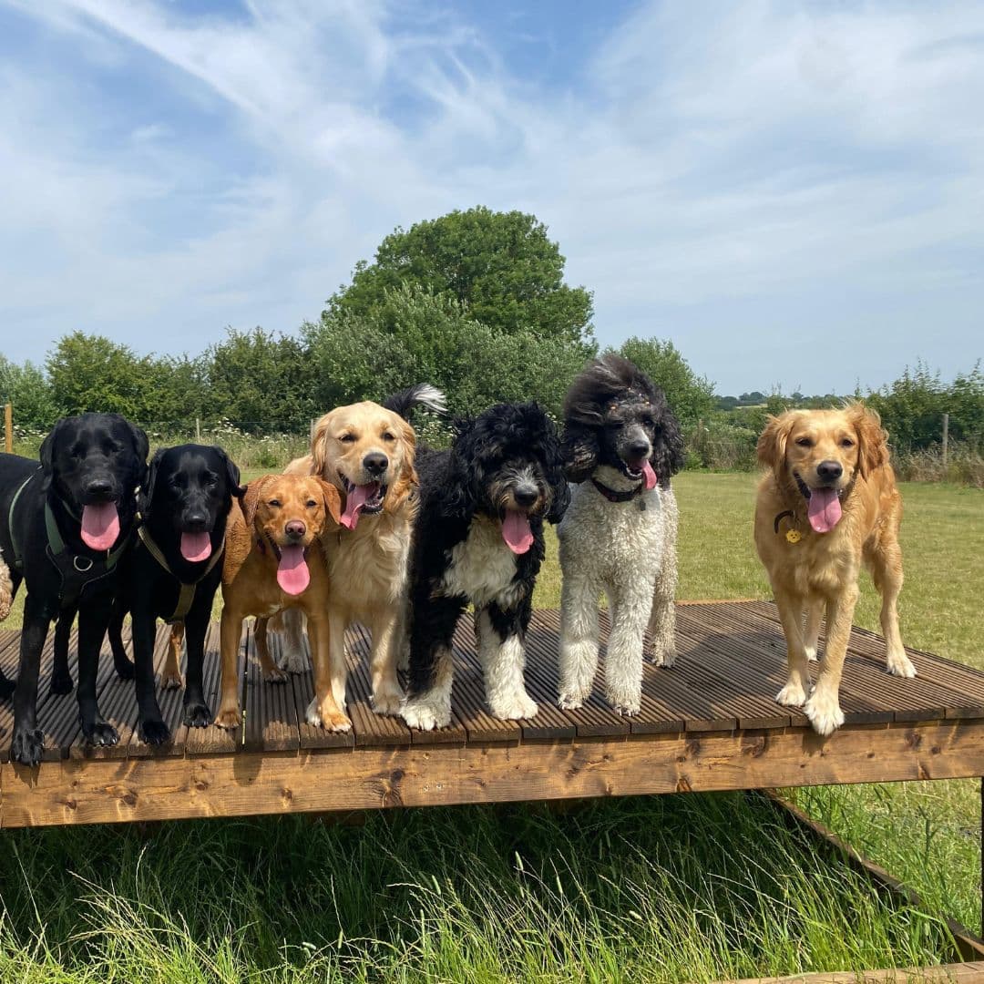 What Happens at Doggy Day Care? A Full Day Explained