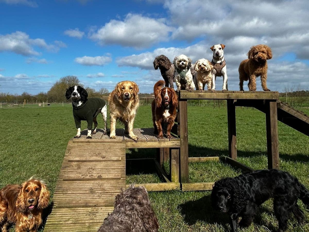 A Seasonal Dog Care Calendar: What Your Dog Needs Month by Month