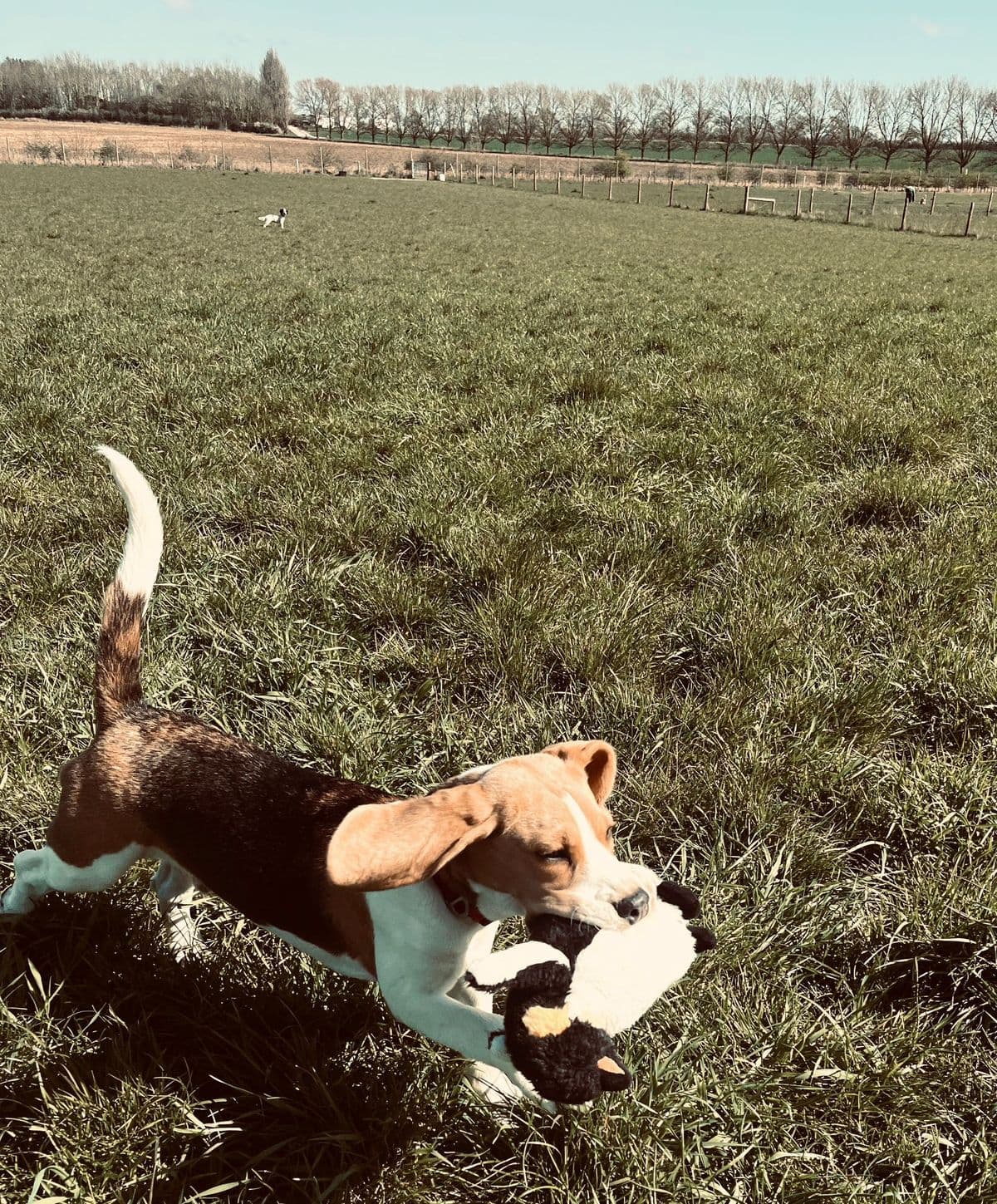 Playful dog with a toy at doggy day care