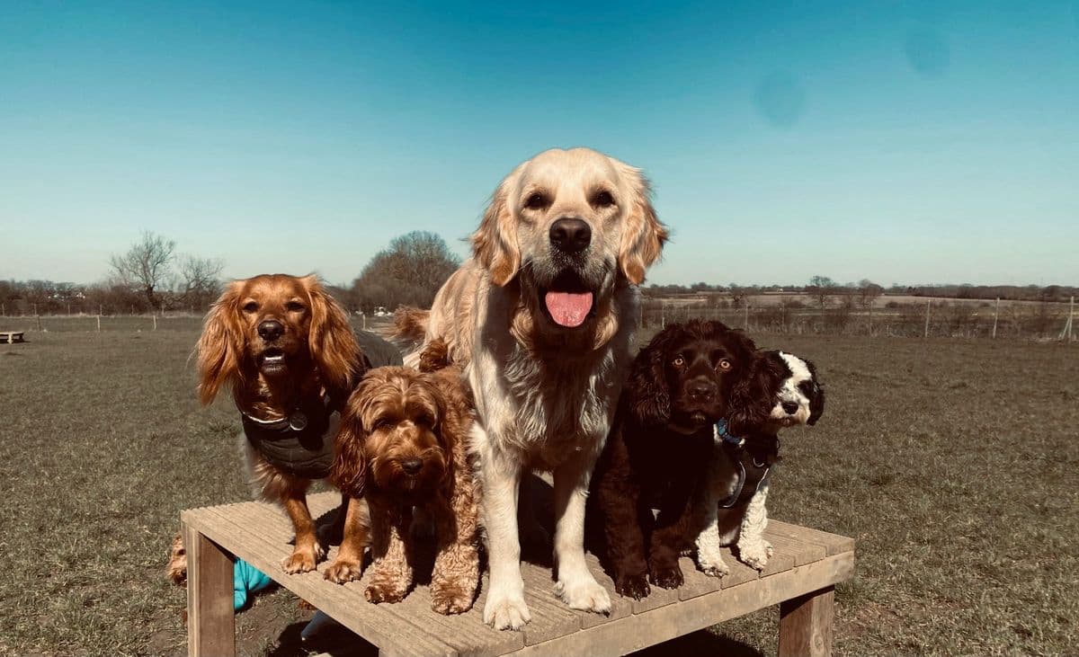 Puppy building confidence at doggy day care