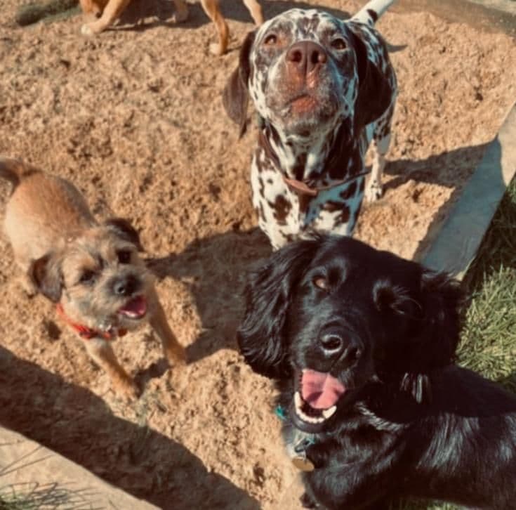 Puppy enjoying their first day at doggy day care in Essex