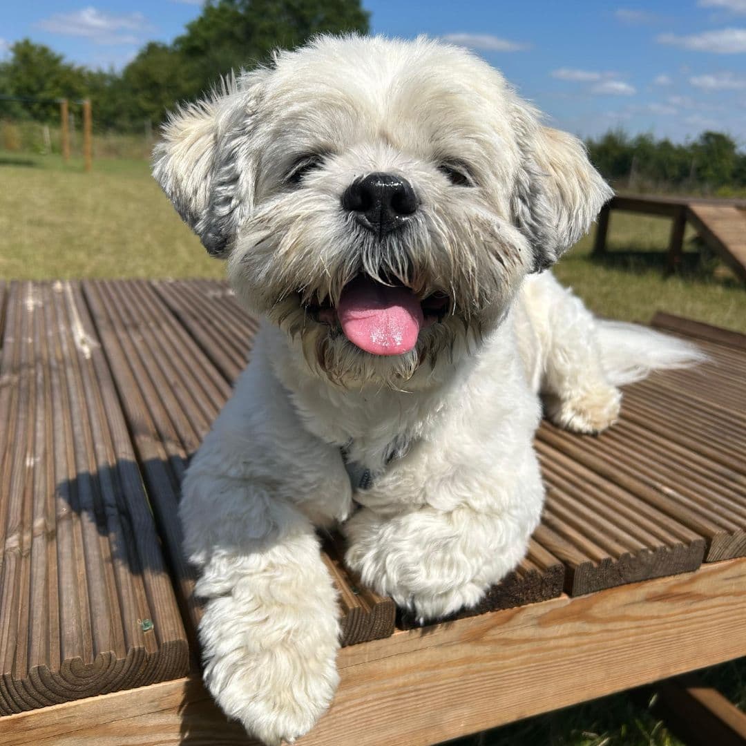 Teaching Your Dog to Settle: Building Calm Behaviour