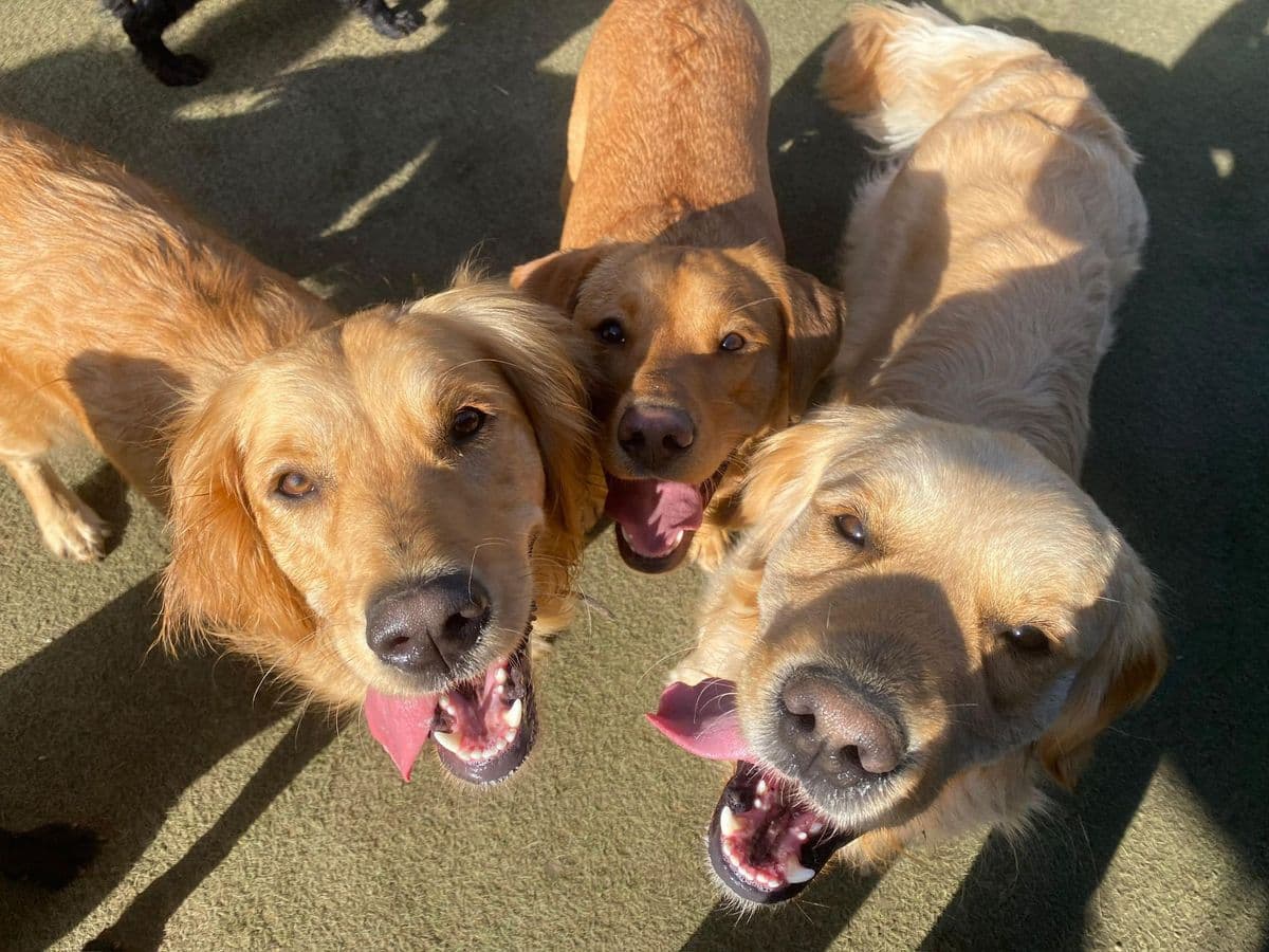Dog Grooming Near Me in Essex: What to Look For
