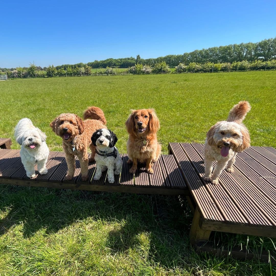 Day Care for Older Dogs: Keeping Seniors Happy and Stimulated