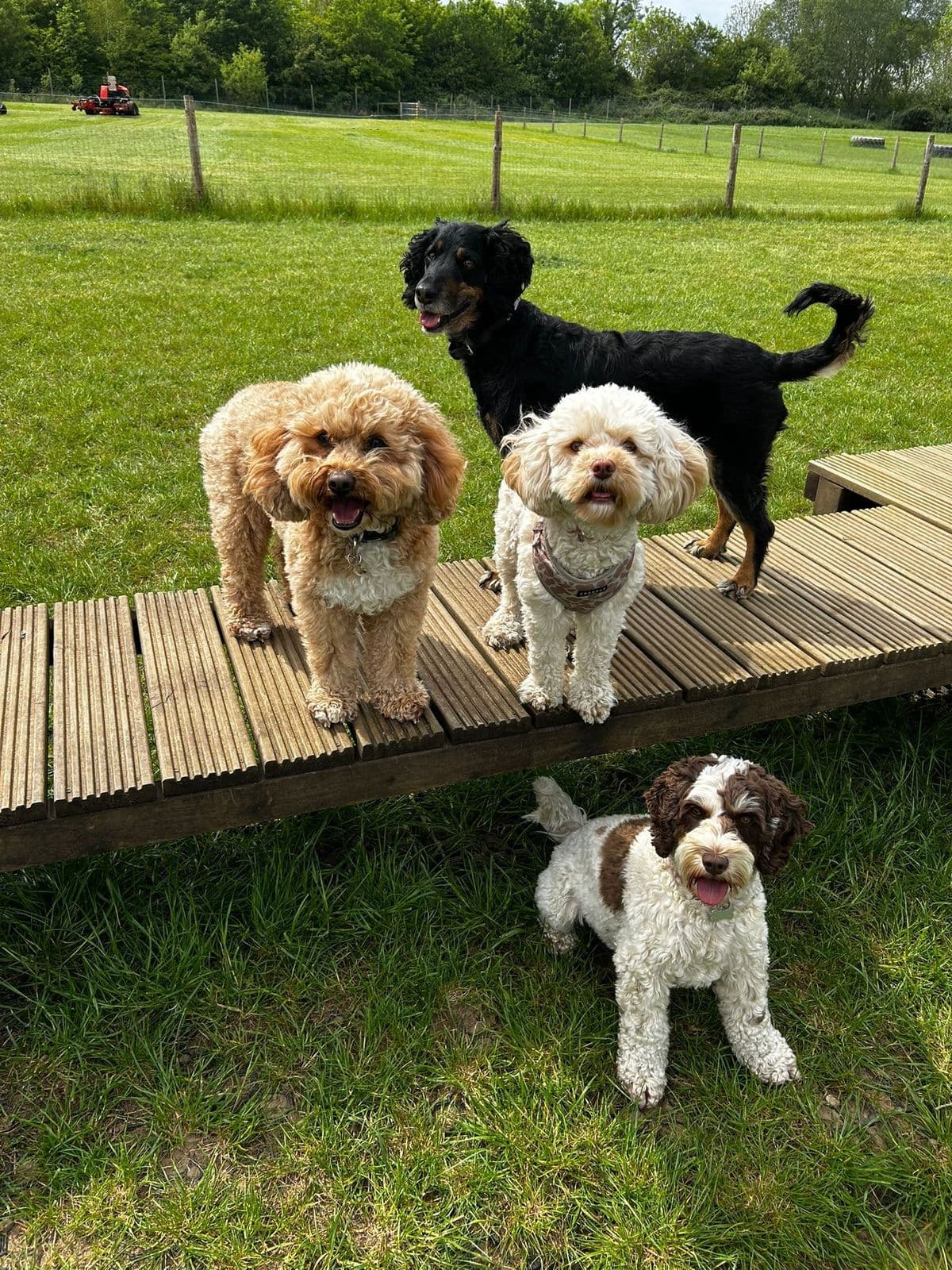 Three small dogs and a larger mixed breed dog socialising on a wooden platform