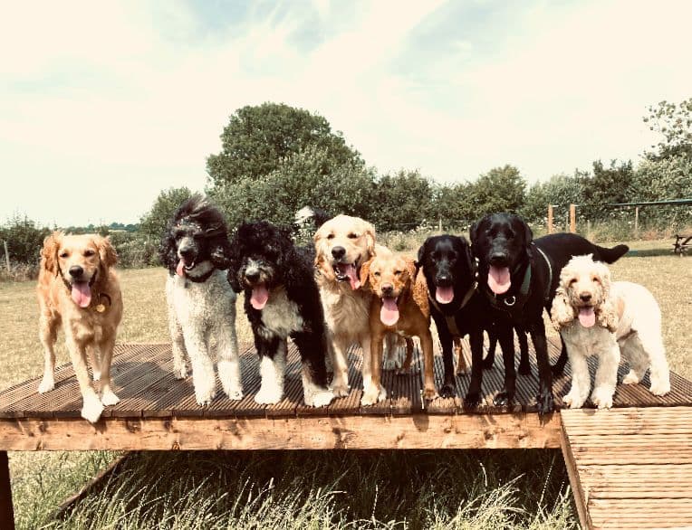 Dog-Friendly Danbury: The Complete Guide