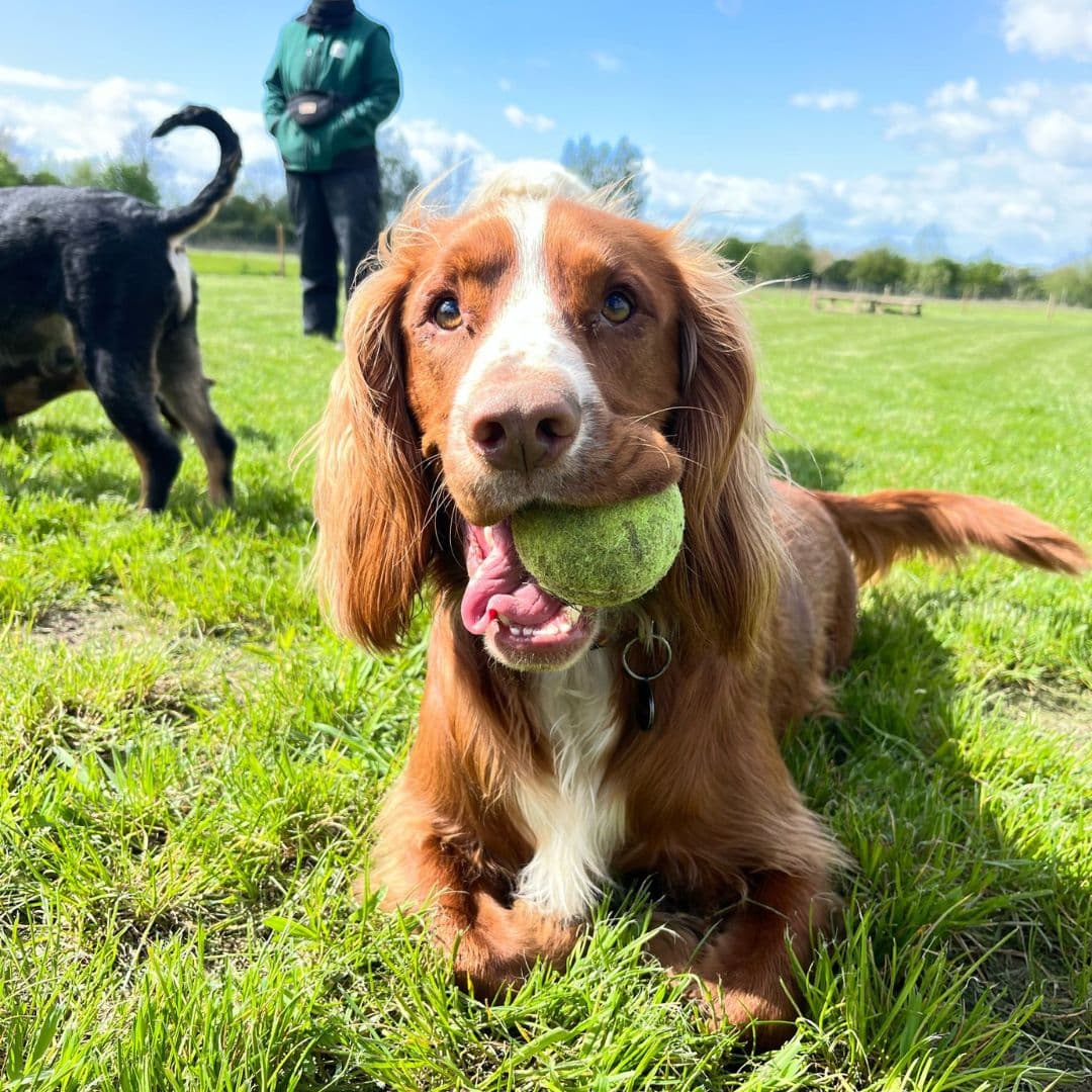 Best Activities to Do in a Dog Field: Make the Most of 50 Minutes