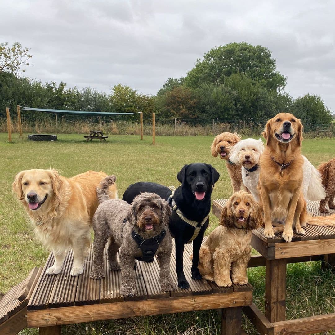 How to Choose the Right Doggy Day Care in Essex