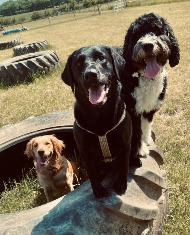 Enclosed Dog Fields in Essex: Why Every Dog Owner Should Book One