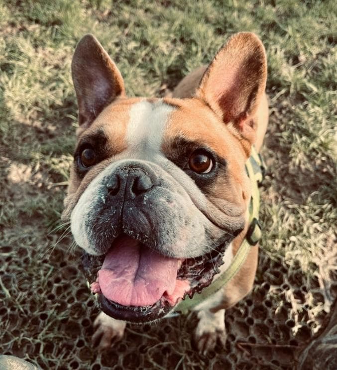 Reactive Dog Training in Essex: A Practical Guide