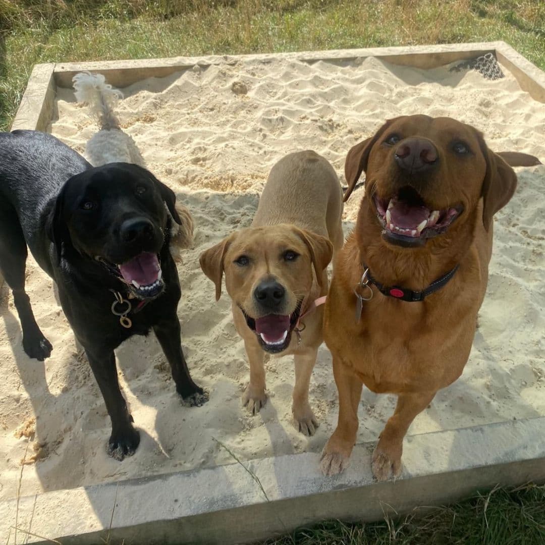 Labrador Exercise Guide: How Much Does Your Lab Really Need?