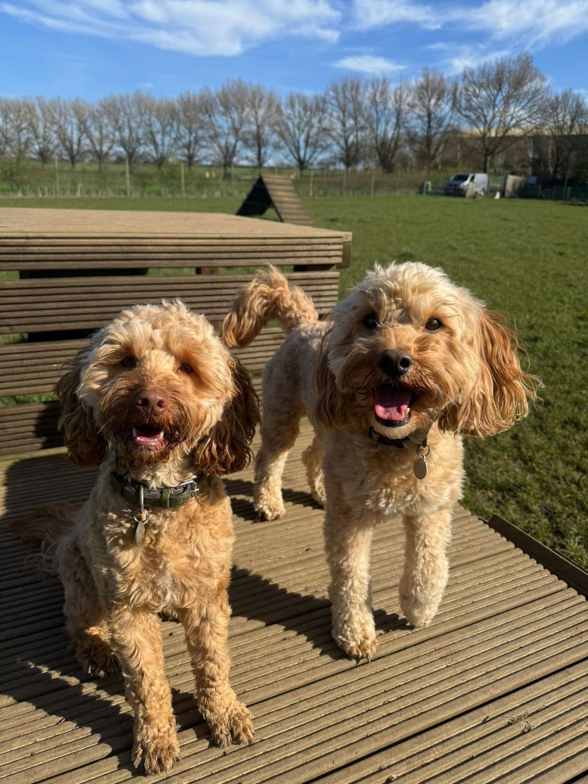 Two Cockapoos standing side by side on a wooden platform