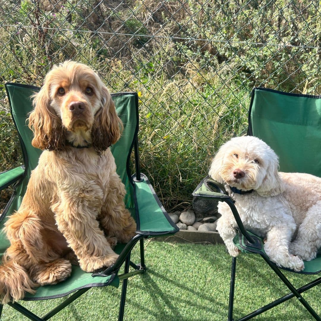 Dog-Friendly Pubs in Essex: Our Top Picks