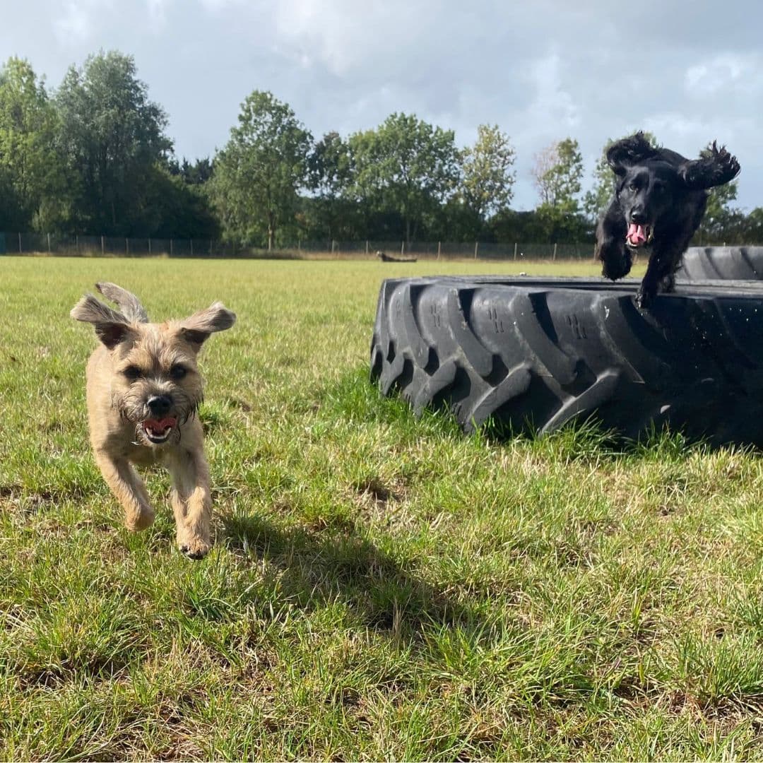 Adventure Walks vs Regular Walks: Why Variety Matters for Your Dog