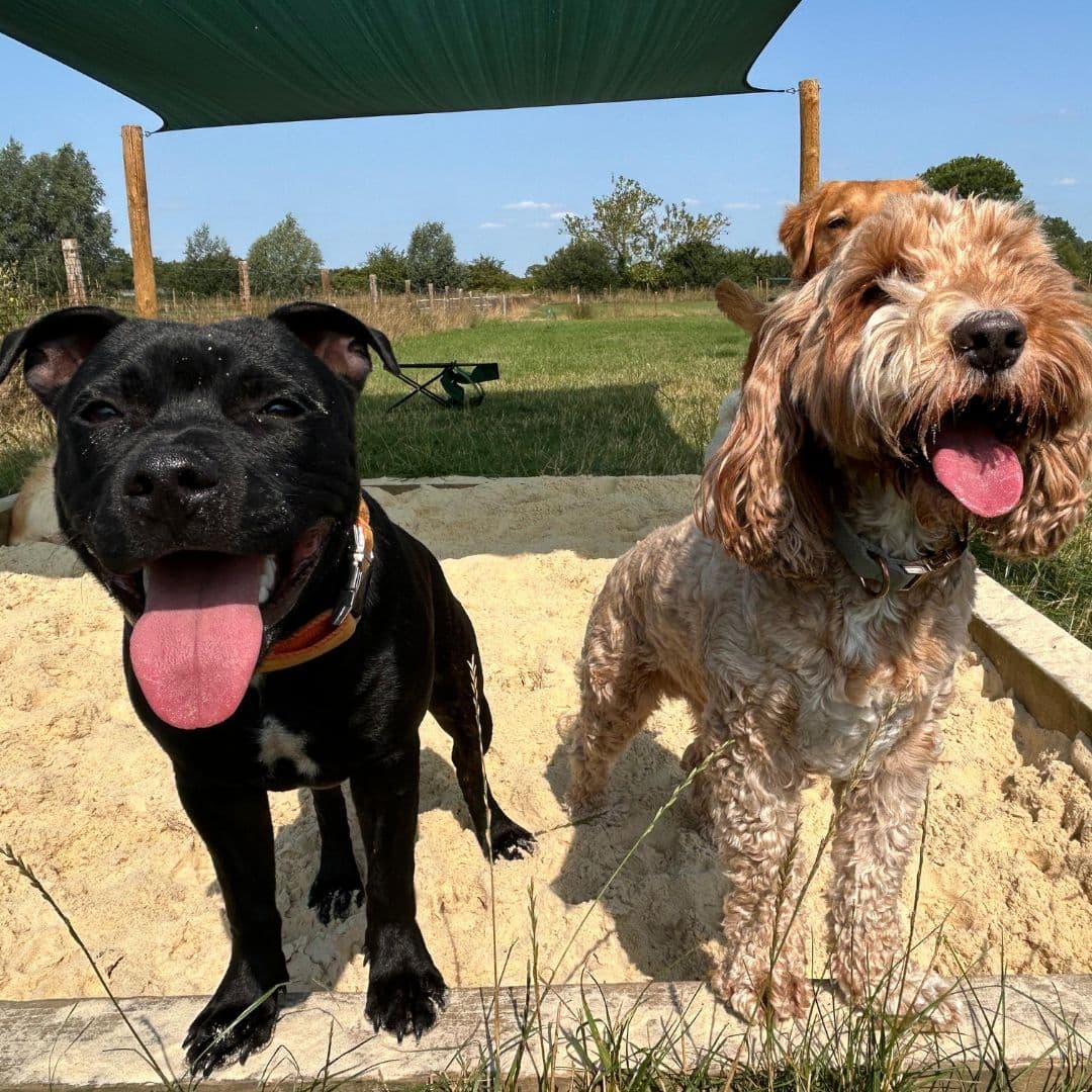 Summer Dog Walking: Keeping Your Dog Safe in the Heat