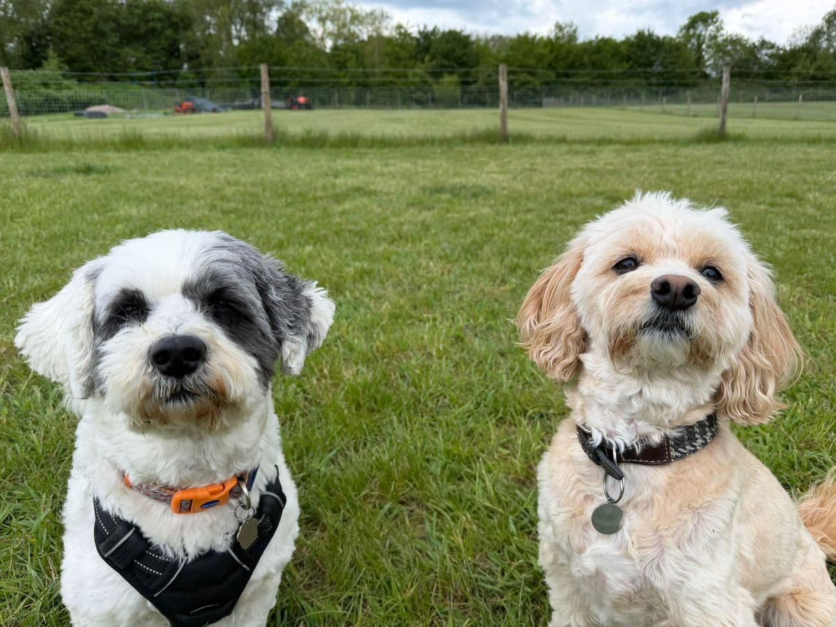 Small Dog Care: Why Little Dogs Need Just as Much as Big Ones
